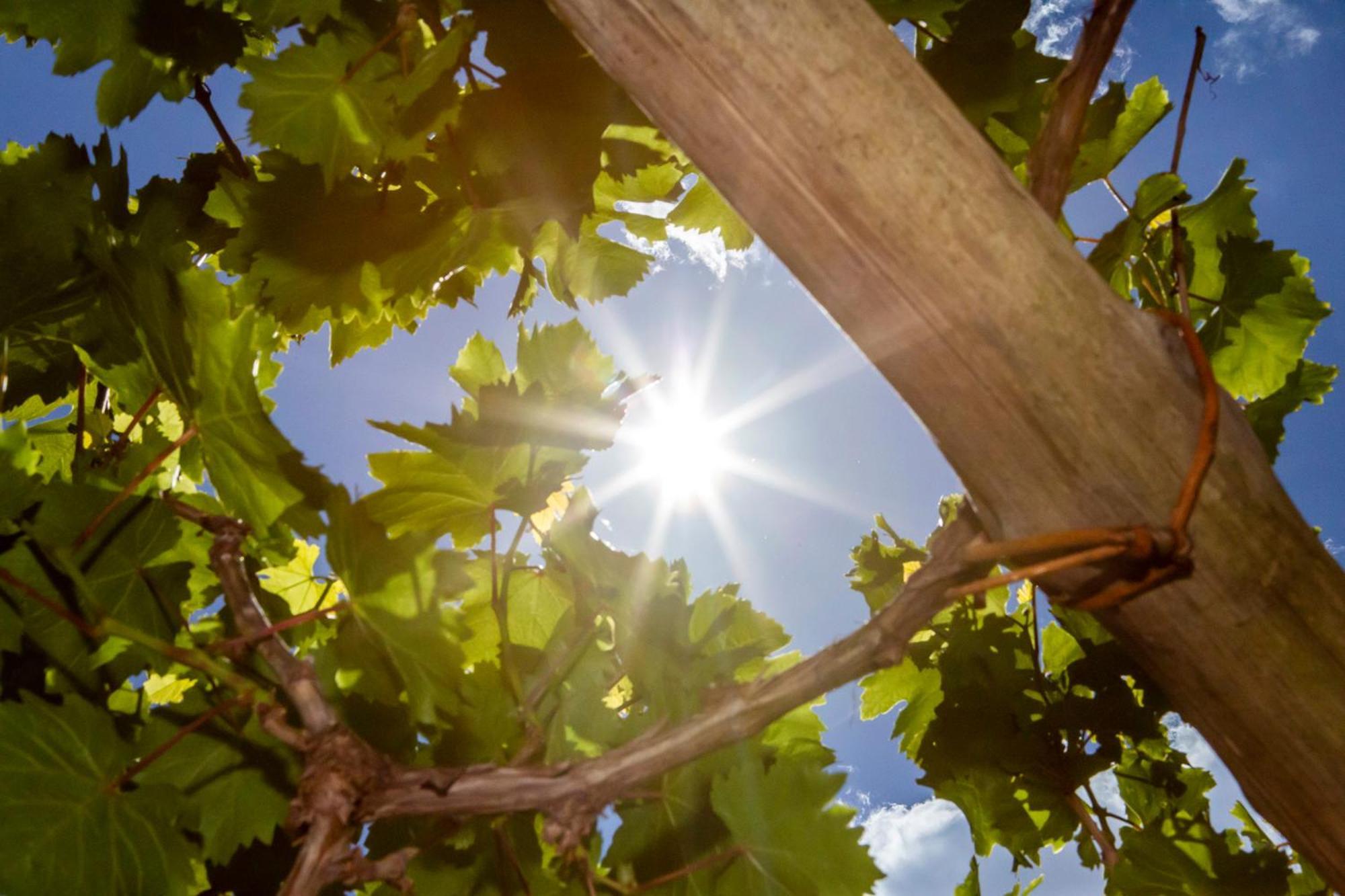 Tenuta La Picola Фуроре Екстериор снимка